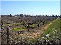 Orchard by Starveacre Lane