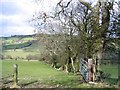 Hedge Line in the Afon Morwynion Valley