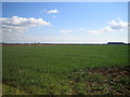 Fields at Bracebridge Heath