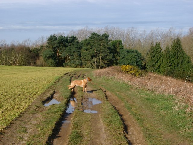 Track at Wheelabout Wood