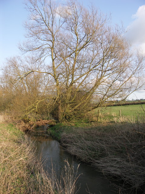 Willow beside River Ise.