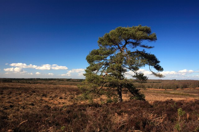 Pine tree at Handy Cross Plain, New... © Simon Barnes :: Geograph ...