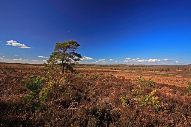 Pine tree at Handy Cross Plain, New Forest & con trail