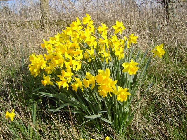 Daffodils at entrance to Perrinpit Farm, Frampton Cotterel