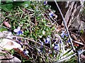 Violets on the edge of Frid Wood