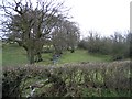 Stream and hedges at Morfydd