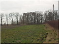 Trees near Spring House, Huby