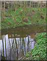 Small mere in woodland by Wistaston Green
