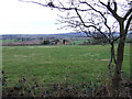 Grazing Land near Trysull, Staffordshire