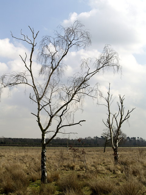 Trees on Hotham Carrs Marshland