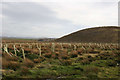 Recent Opencast Remains