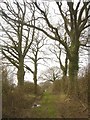 SU6437 : Footpath near Hattingley by Hugh Chevallier