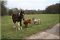 Horse and miniature horses, Old Basing, Hampshire