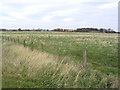 NZ2598 : Rough grazing field by Walter Baxter