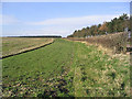 Farmland near Littlehoughton