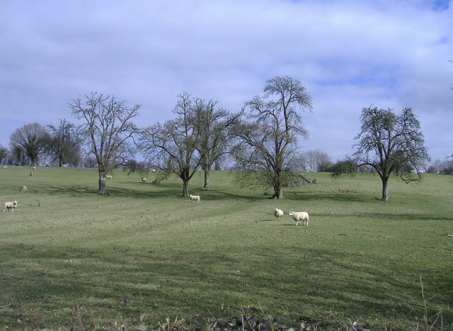 Sheep, near Blanchworth