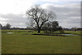 Tree beside the River Arrow, Arrow Green