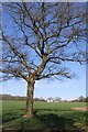 Oak tree alongside track to Four Dell Farm