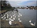 River Thames: The swans at Walton-on-Thames