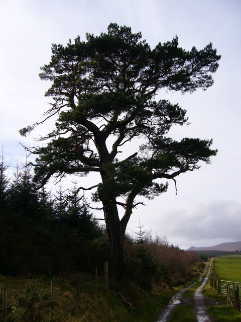 Scots pine near Corriefoulis
