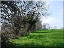 SX8756 : Trees near Manor Farm, Galmpton Creek by Tom Jolliffe