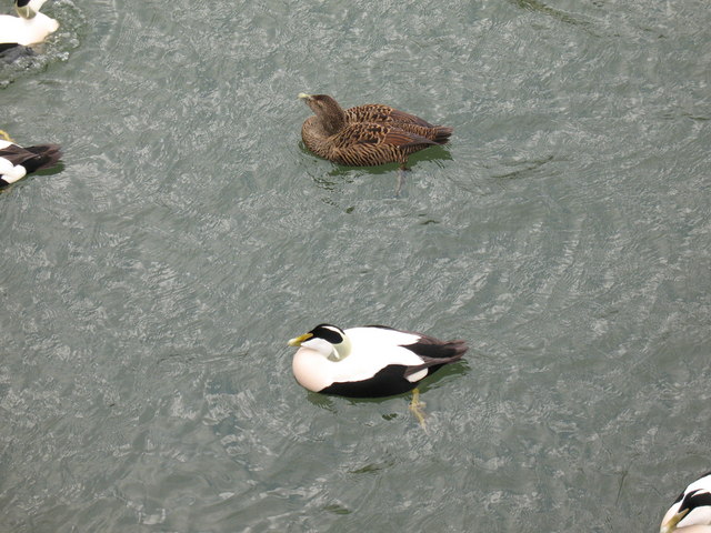 Cuddy Ducks - Amble Harbour