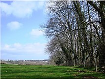 SX8756 : A fine stand of trees near manor farm above Galmpton Creek by Tom Jolliffe