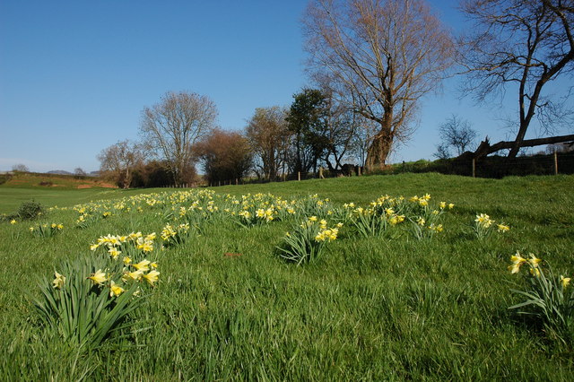 Wild daffodils in a field near Ryton