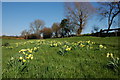 Wild daffodils in a field near Ryton