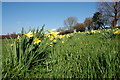 Wild daffodils near Ryton