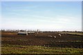 Pigs at Chestnut Farm