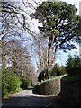 Pine tree, Greenway House Lodge Entrance