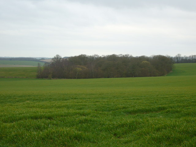 Copse circled by Cereal