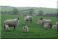 NY6524 : New Lambs by Sara Hunt