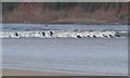 SO6911 : Surfers riding the Severn Bore by Audrey Hudson