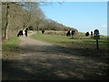 North Downs Way at Colley Hill