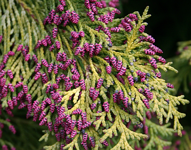 Conifer flowers © Anne Burgess :: Geograph Britain and Ireland