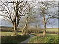 Lane and trees at Halvasso