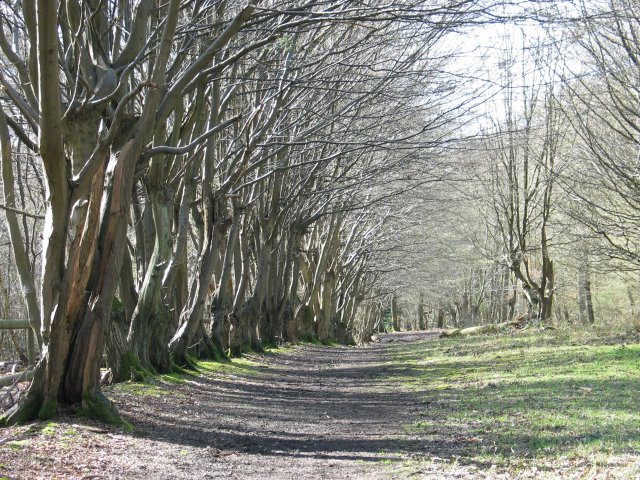 Row of Hornbeams, Justice Hill, Northaw Great Wood