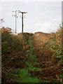 An overgrown footpath