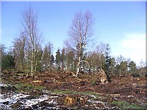 NT6422 : Calderwood Wood by Walter Baxter