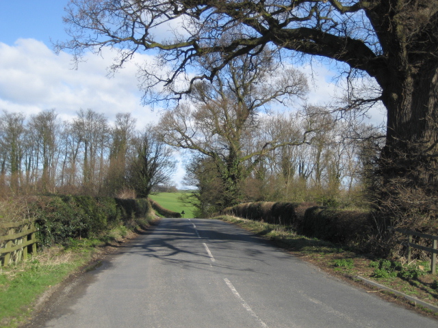 Road and Trees