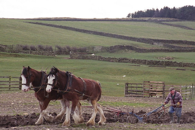 Farmer ploughing with horses