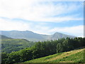 Approaching the forest above Llyn Gwernan