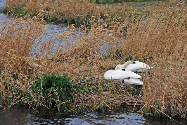Swans, Kernan Lake near Gilford