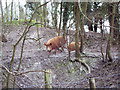 Tamworth Pigs near Tidpit