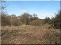 Wetland area, Ripon Parks