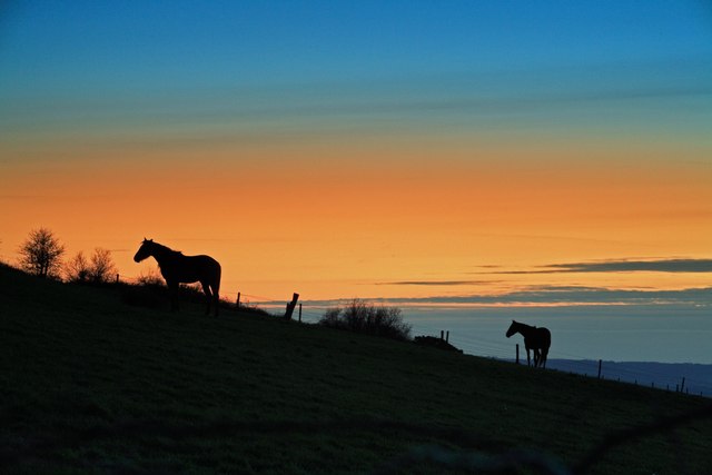 Horses at sunset Okeford Hill