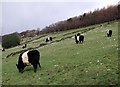 Spring Fields, Stainland Dean