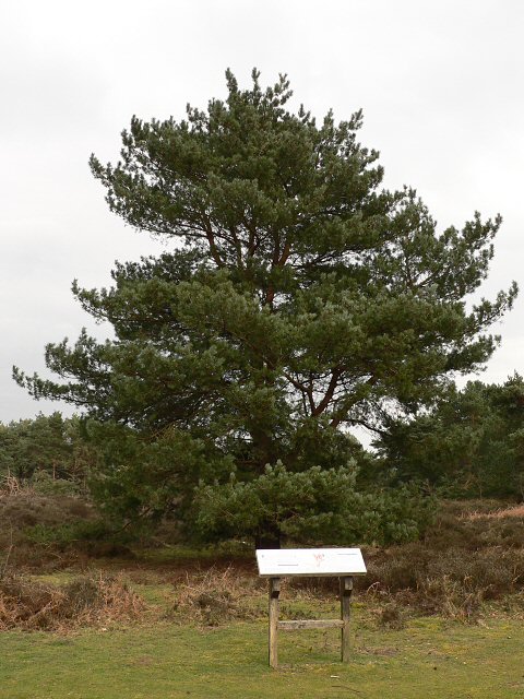 Upper Hollesley Common picnic site © Richard Mudhar :: Geograph Britain ...